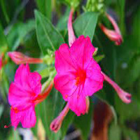 Mirabilis Jalapa