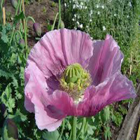 Flor del opio