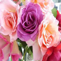 Rosas